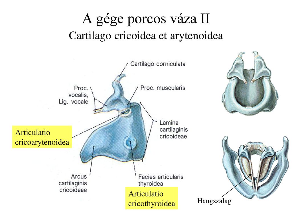 Bulto en el cartilago de la nariz